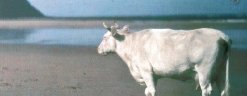 Year of the OX