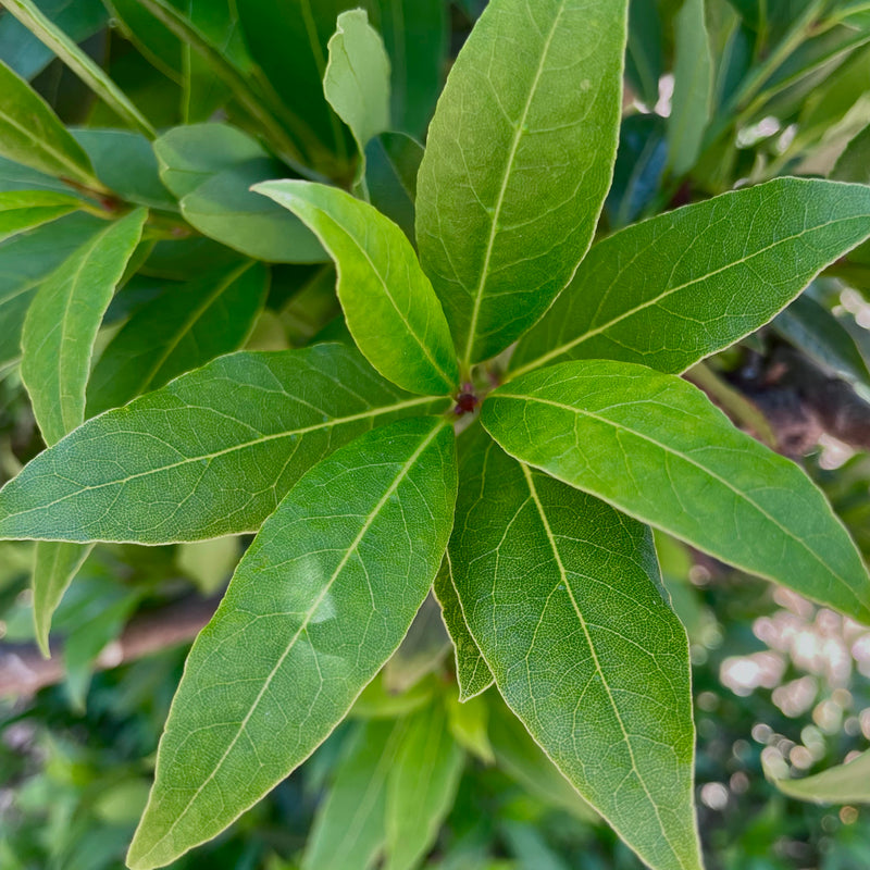 NEW Bay Laurel Hydrosol