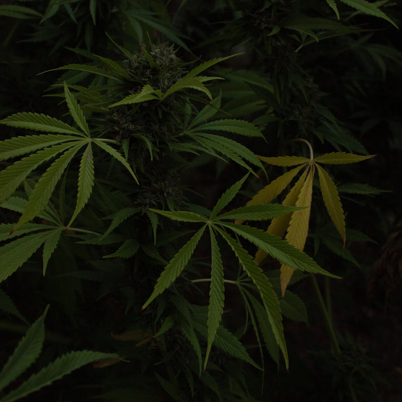 A Time for Plants // 4.20