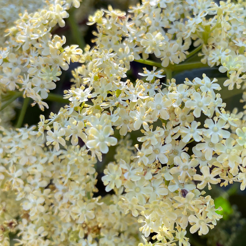 Elder Flower Majesty