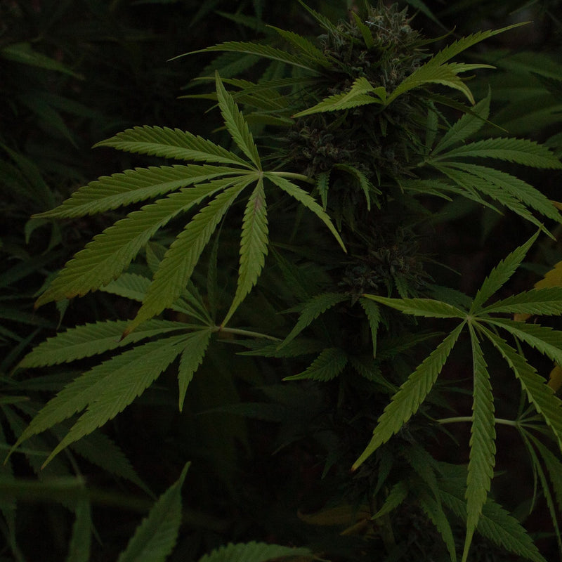 A Holistic Approach to Pain Relief with CBD