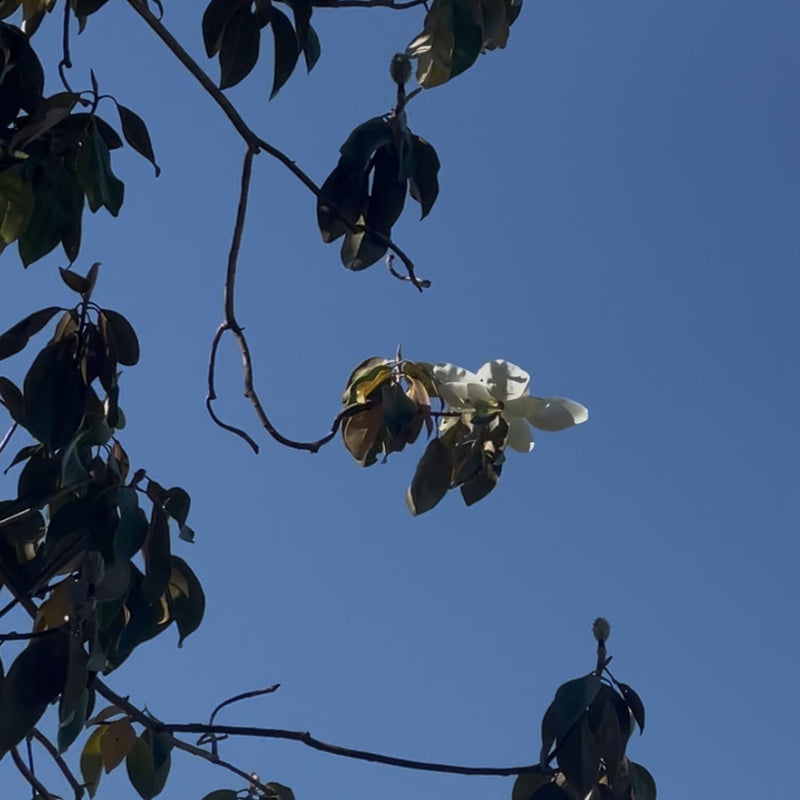 Magnolia Hydrosol, the ancient matriarchal flower