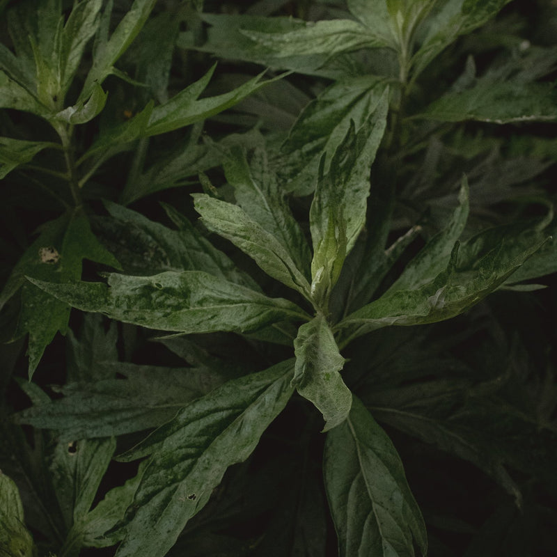 Mugwort Dreams