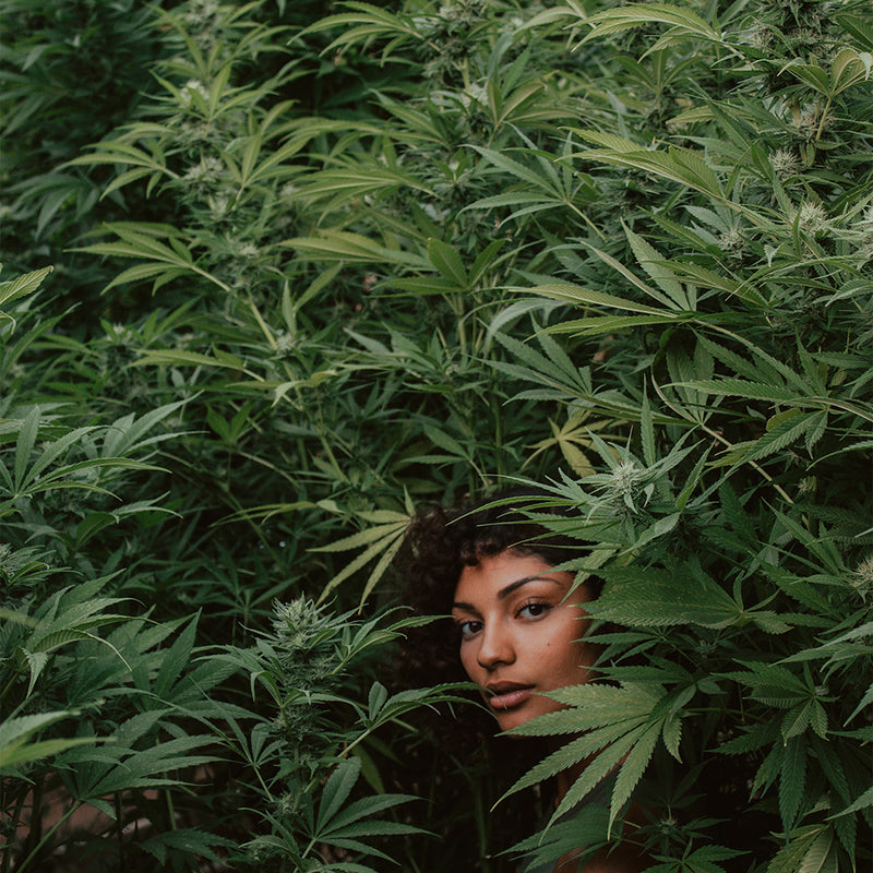 Hemp Cultivation: Why Sourcing Matters
