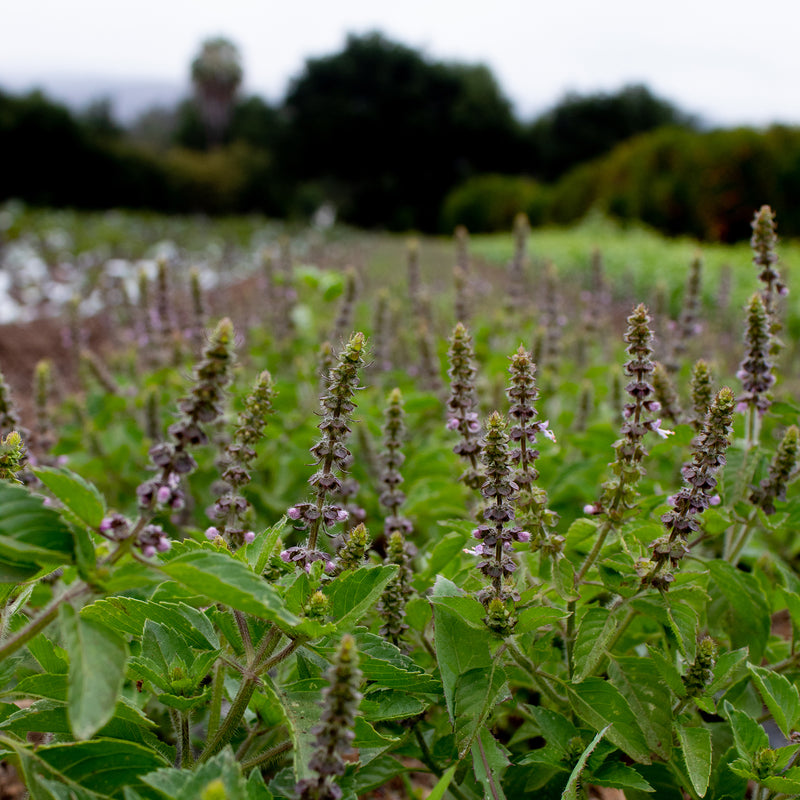 Tulsi, the beautiful Holy Basil