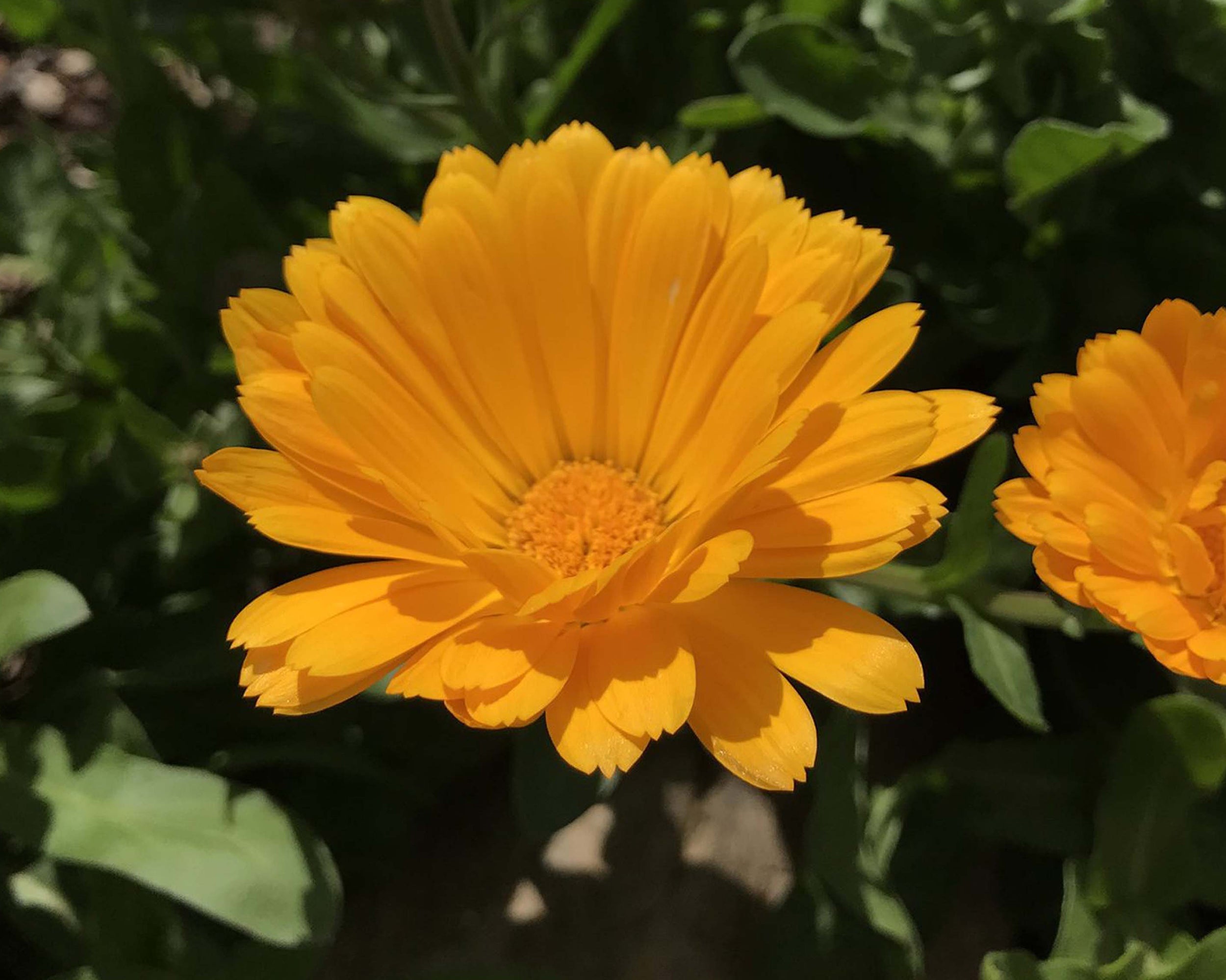 THE CALENDULA COLLECTION