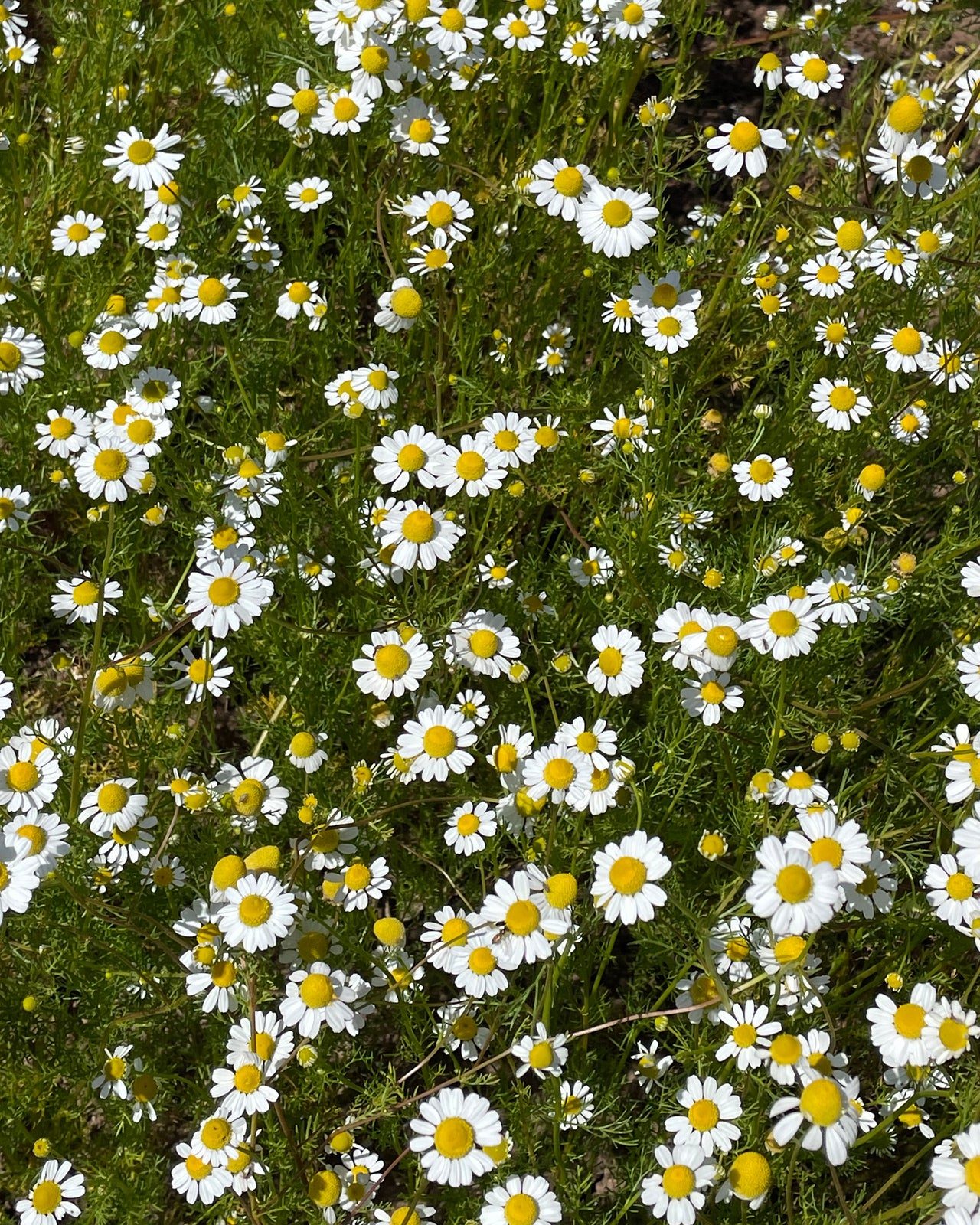 Chamomile Hydrosol