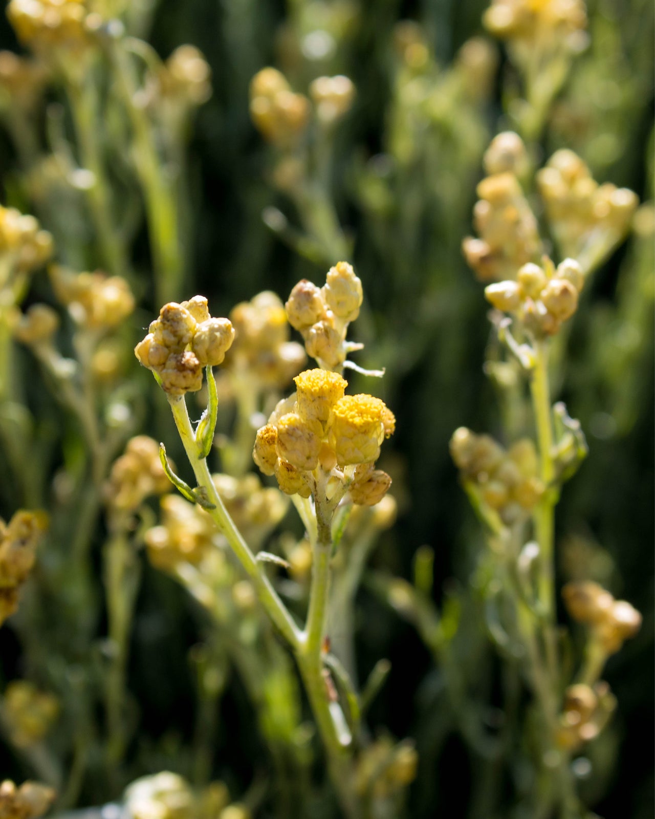 gara skincare helichrysum hydrosol product image 1