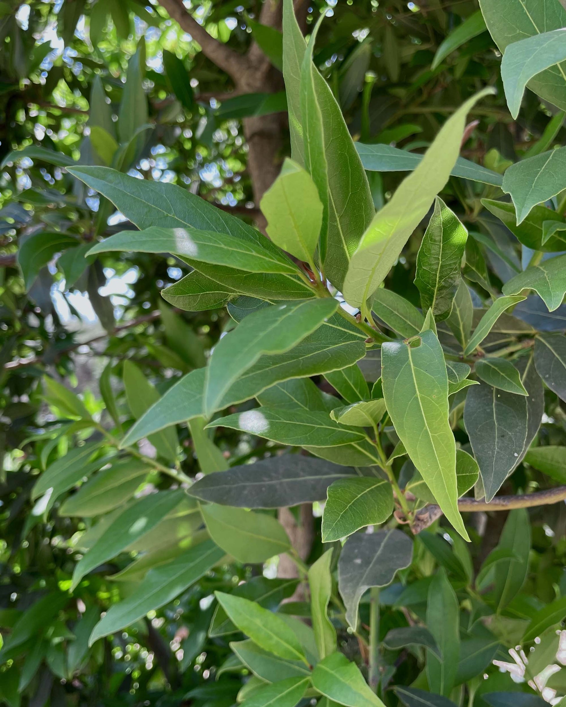 gara skincare bay laurel hydrosol leaves 4