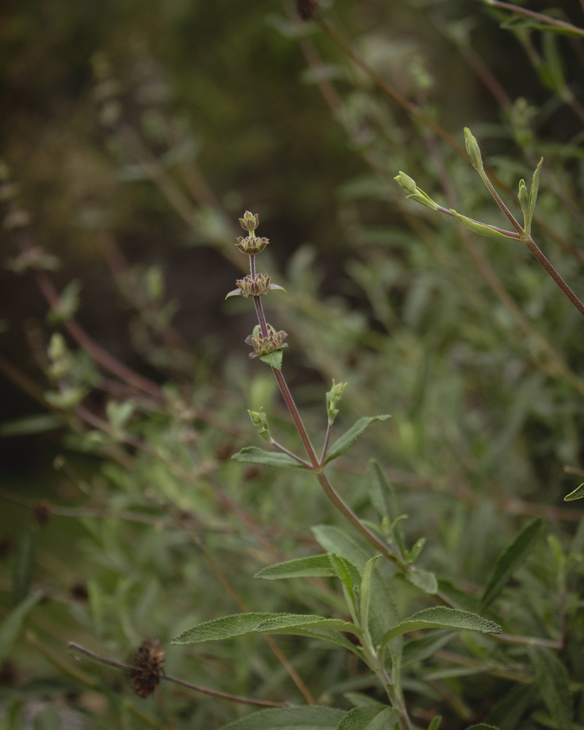 black sage in gara garden 2