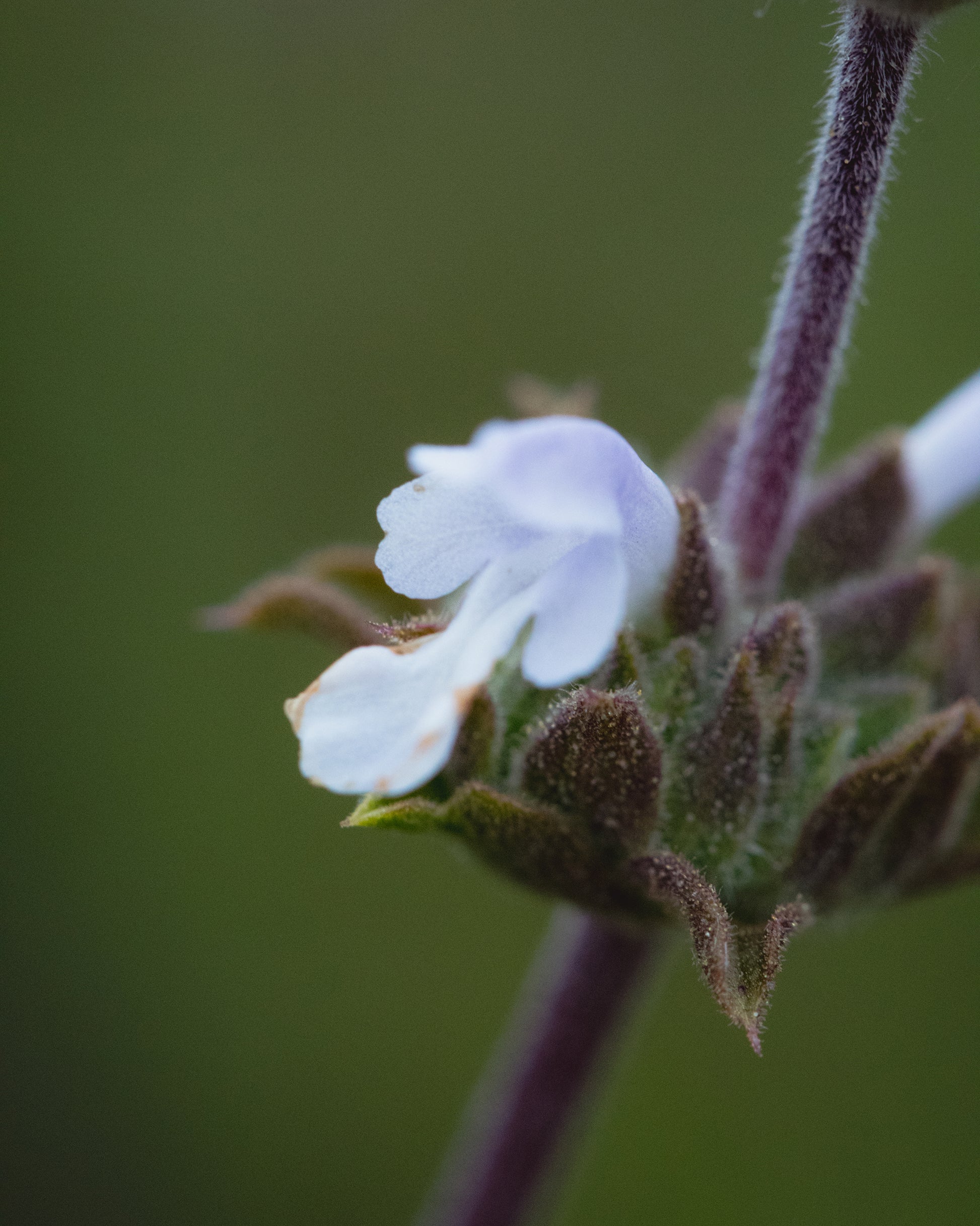 black sage with flower gara garden