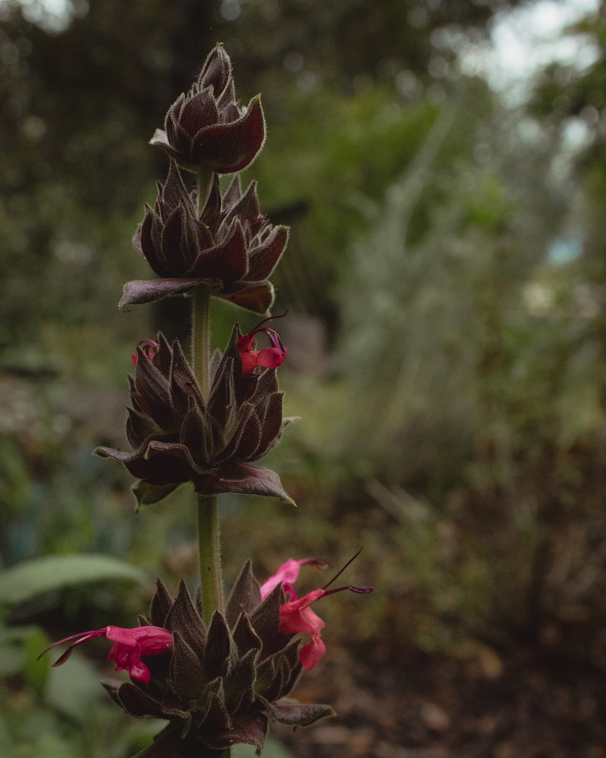 hummingbird sage in garden with pink flowers