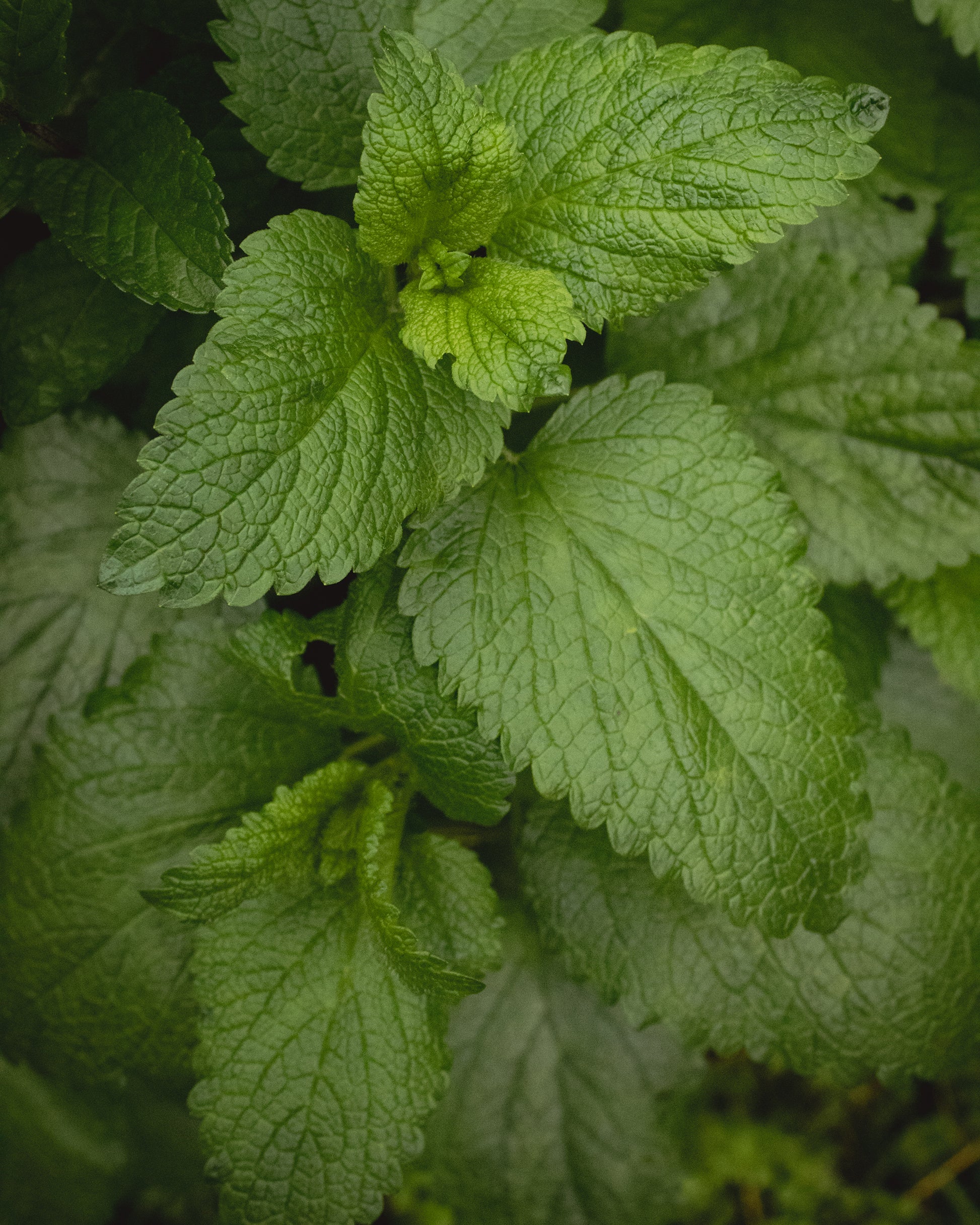 lemon balm in gara garden