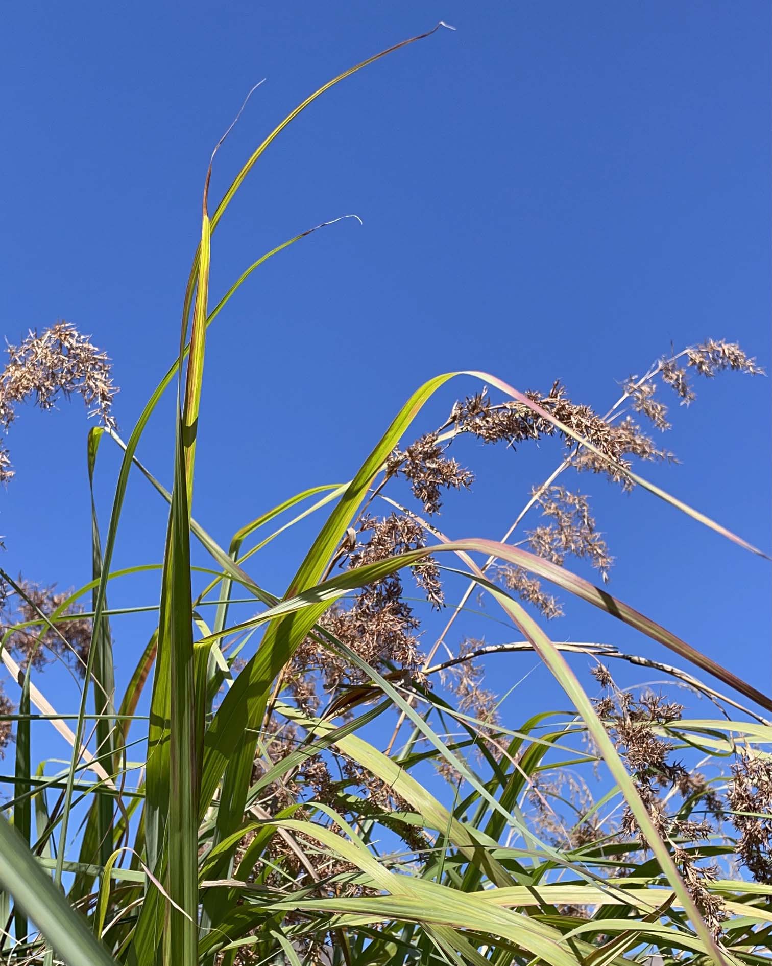 lemon grass in gara garden