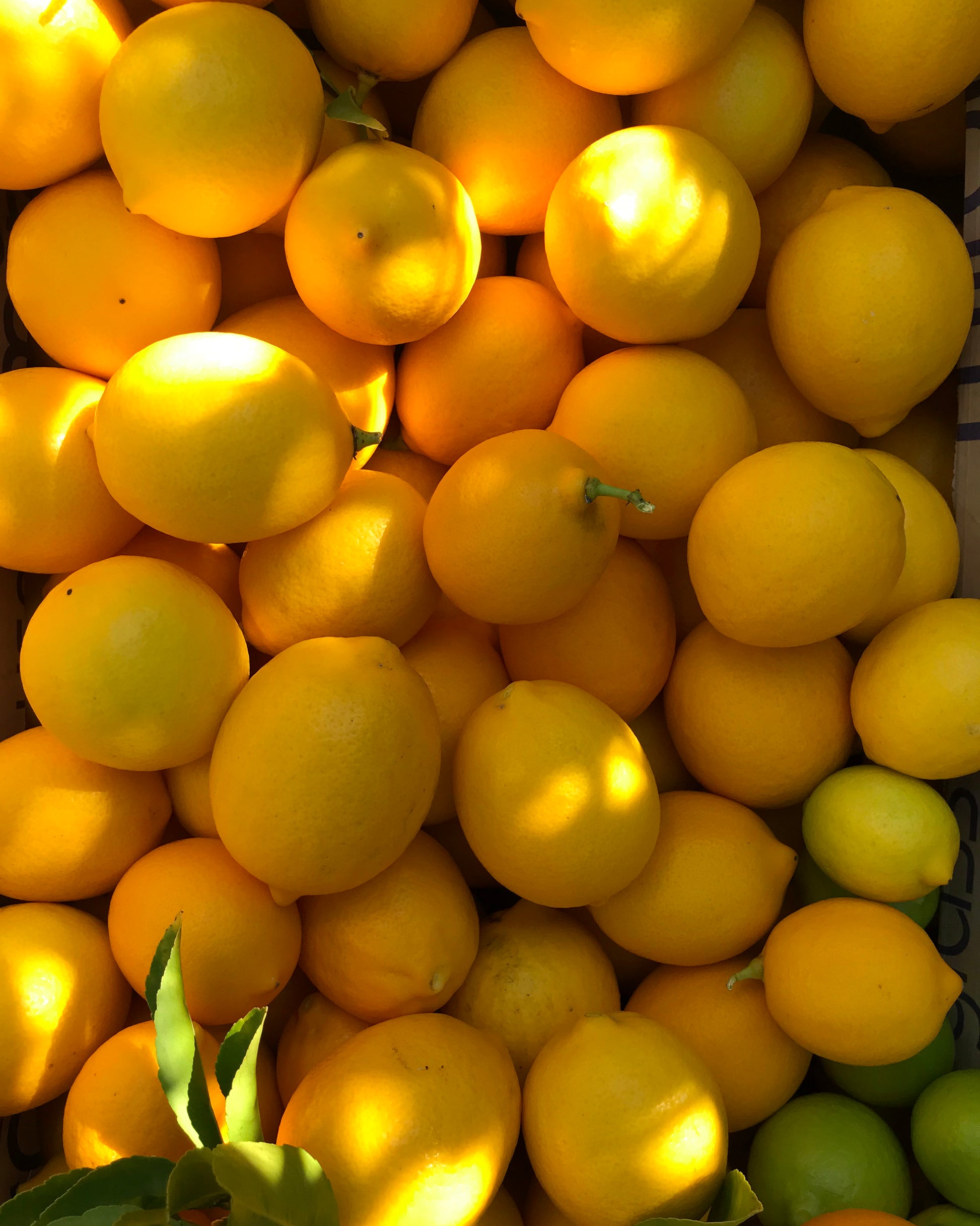 picked lemons in garden