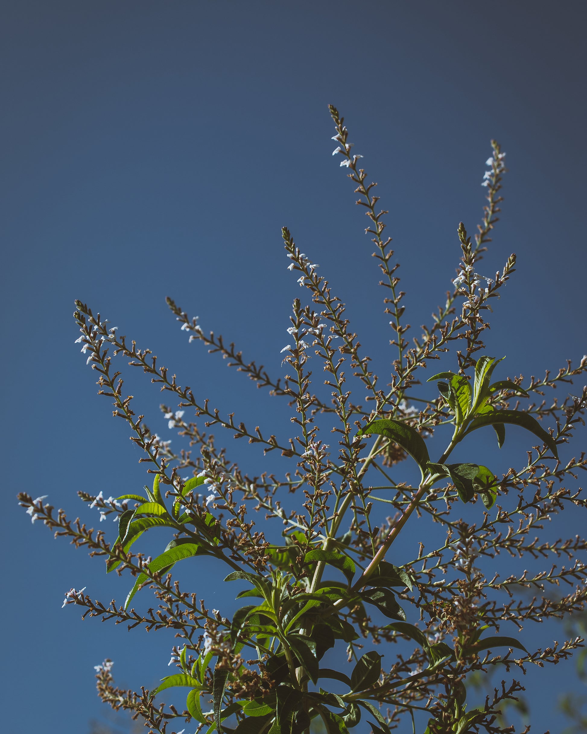lemon verbena in gara garden