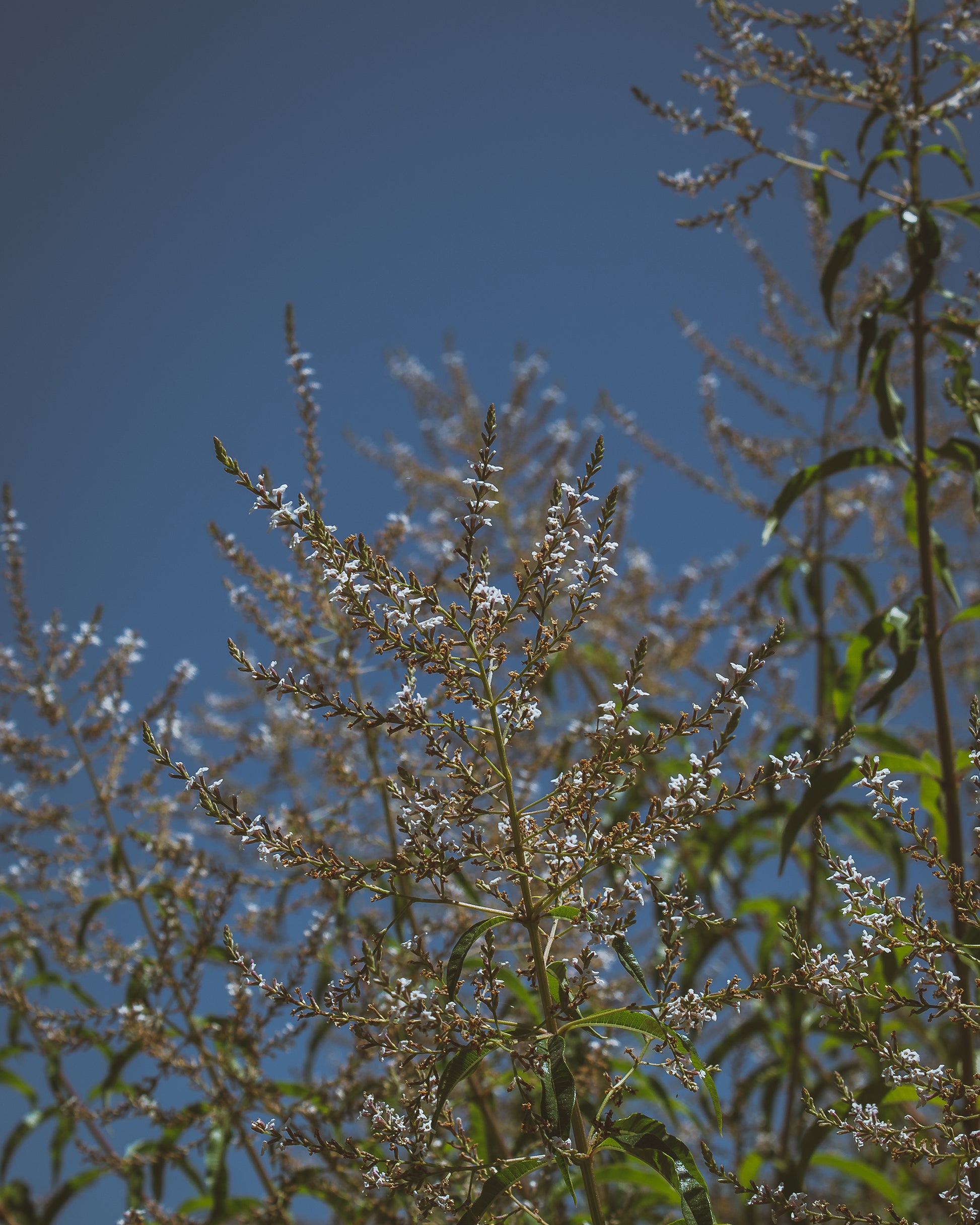 lemon verbena in gara garden