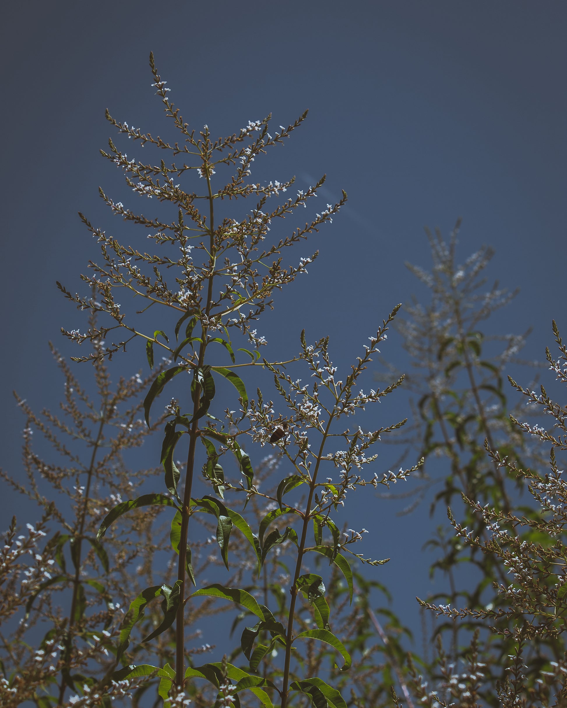 lemon verbena in gara garden close up