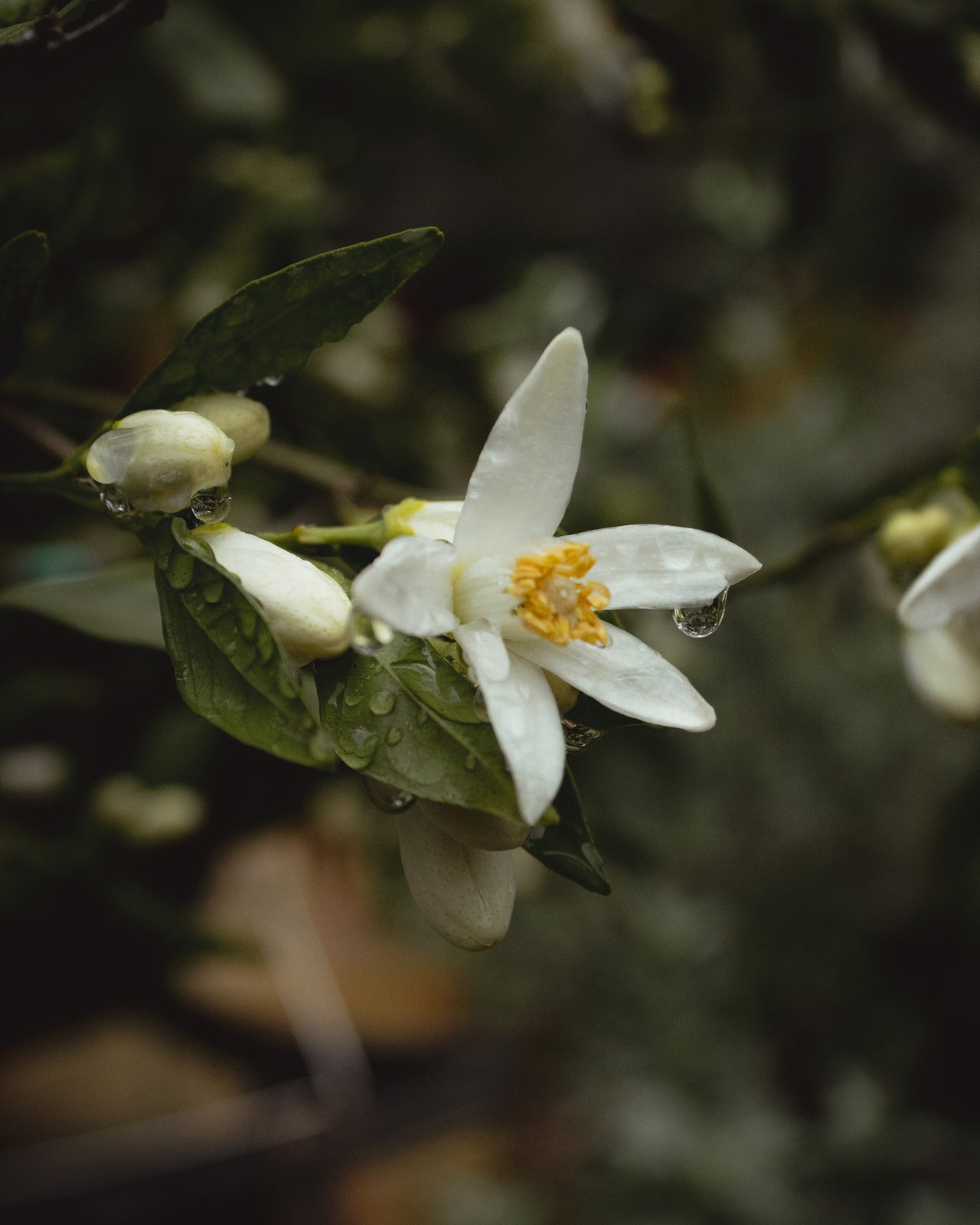 Orange Blossom Hydrosol