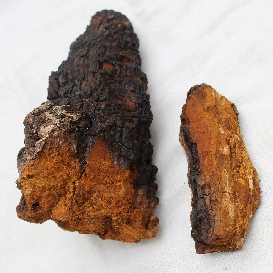Chaga, Gold of the Forest