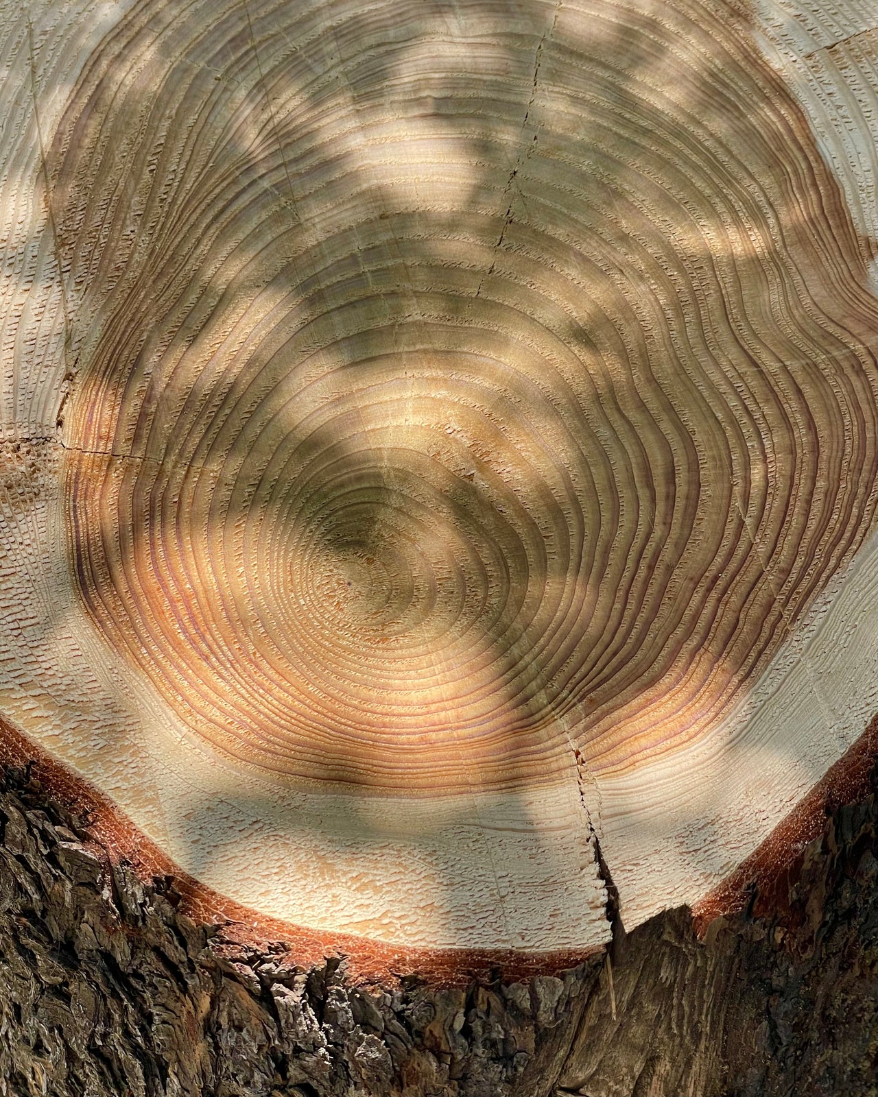 Cedar Wood Hydrosol
