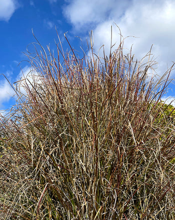 Vetiver Hydrosol