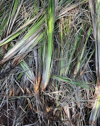 Vetiver Hydrosol