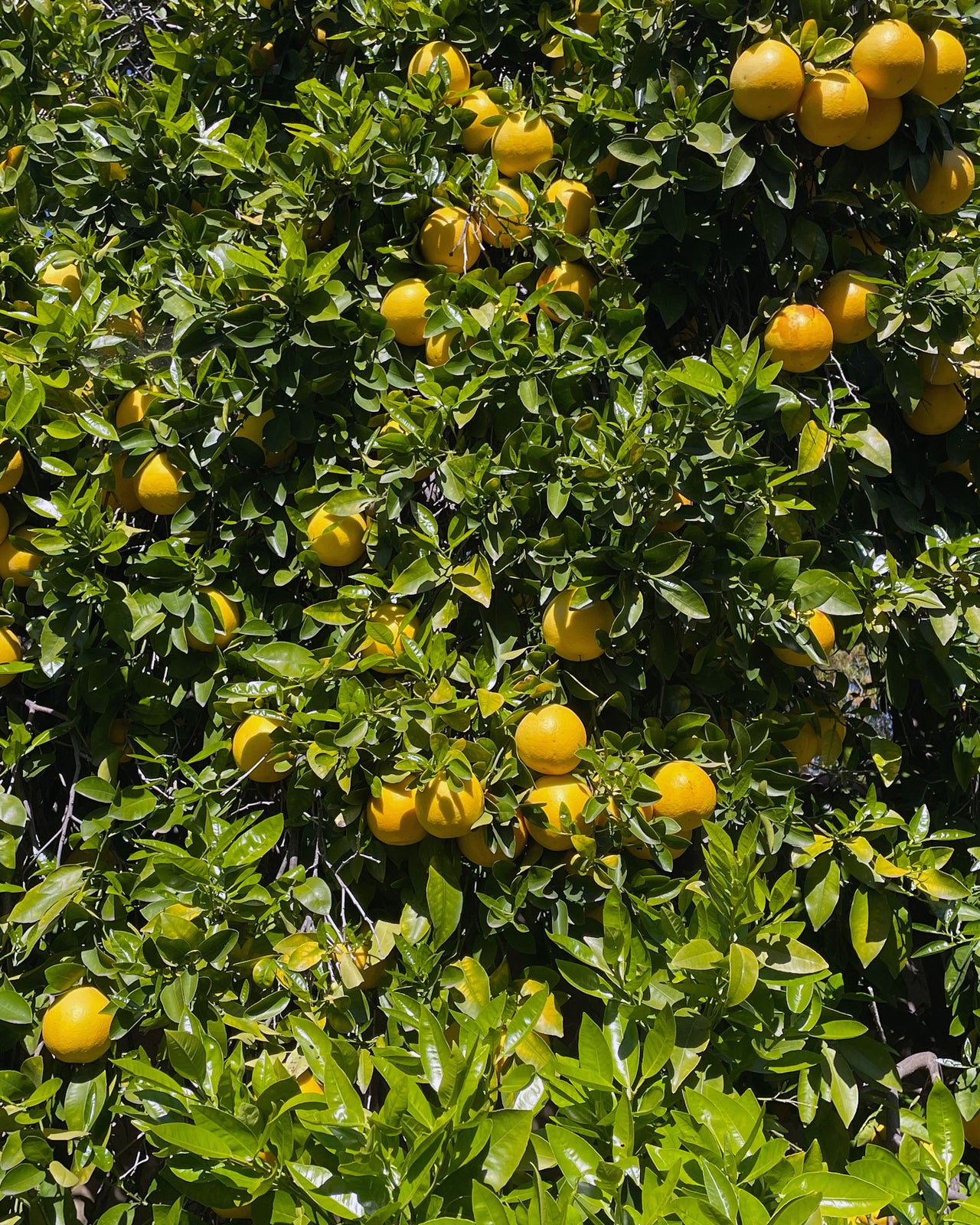 gara skincare grapefruit hydrosol product 1