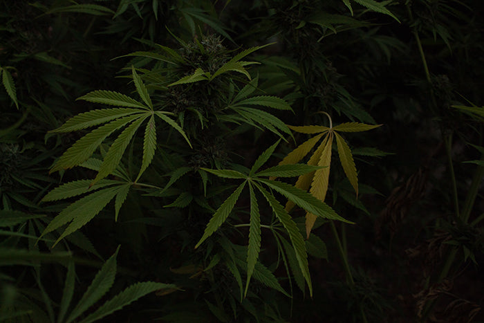 hemp flowers in gara garden at dusk