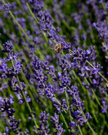 Lavender Hydrosol