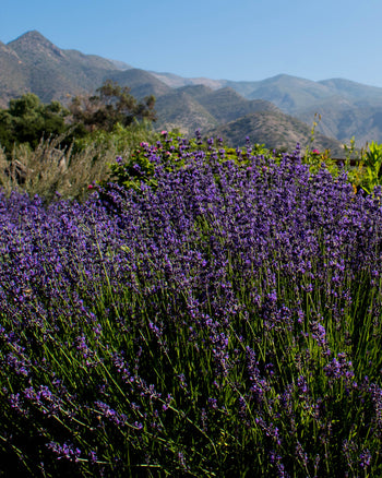 Lavender Hydrosol