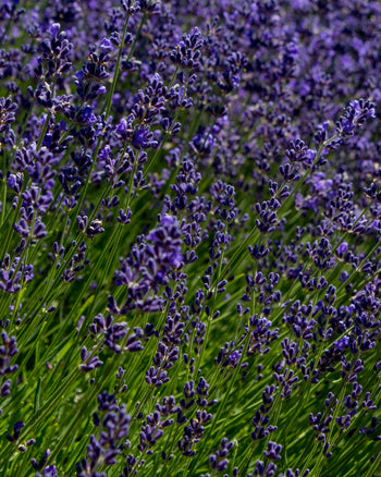 Lavender Hydrosol