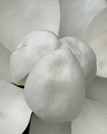 Magnolia Hydrosol