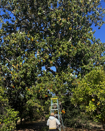 Magnolia Hydrosol