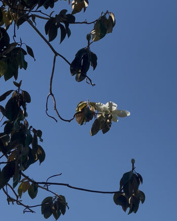 Magnolia Hydrosol