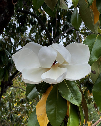 Magnolia Hydrosol