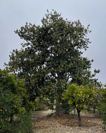 Magnolia Hydrosol