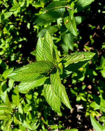 Peppermint Hydrosol