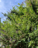 Redwood Hydrosol