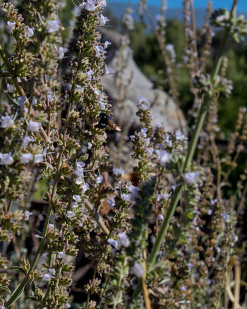 White Sage Hydrosol