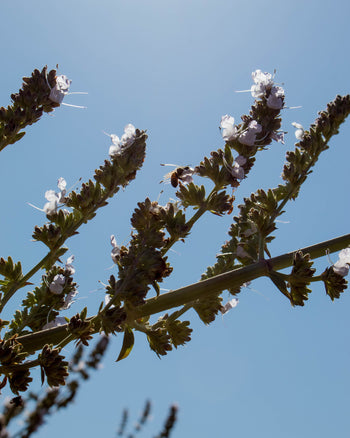 White Sage Hydrosol