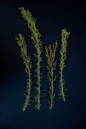 Sage Spray