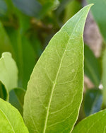 gara skincare bay laurel hydrosol single leaf