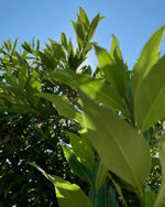 gara skincare bay laurel hydrosol leaves in garden