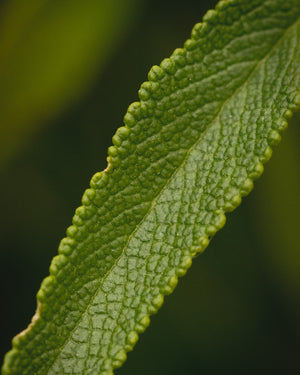 black sage leaf close up