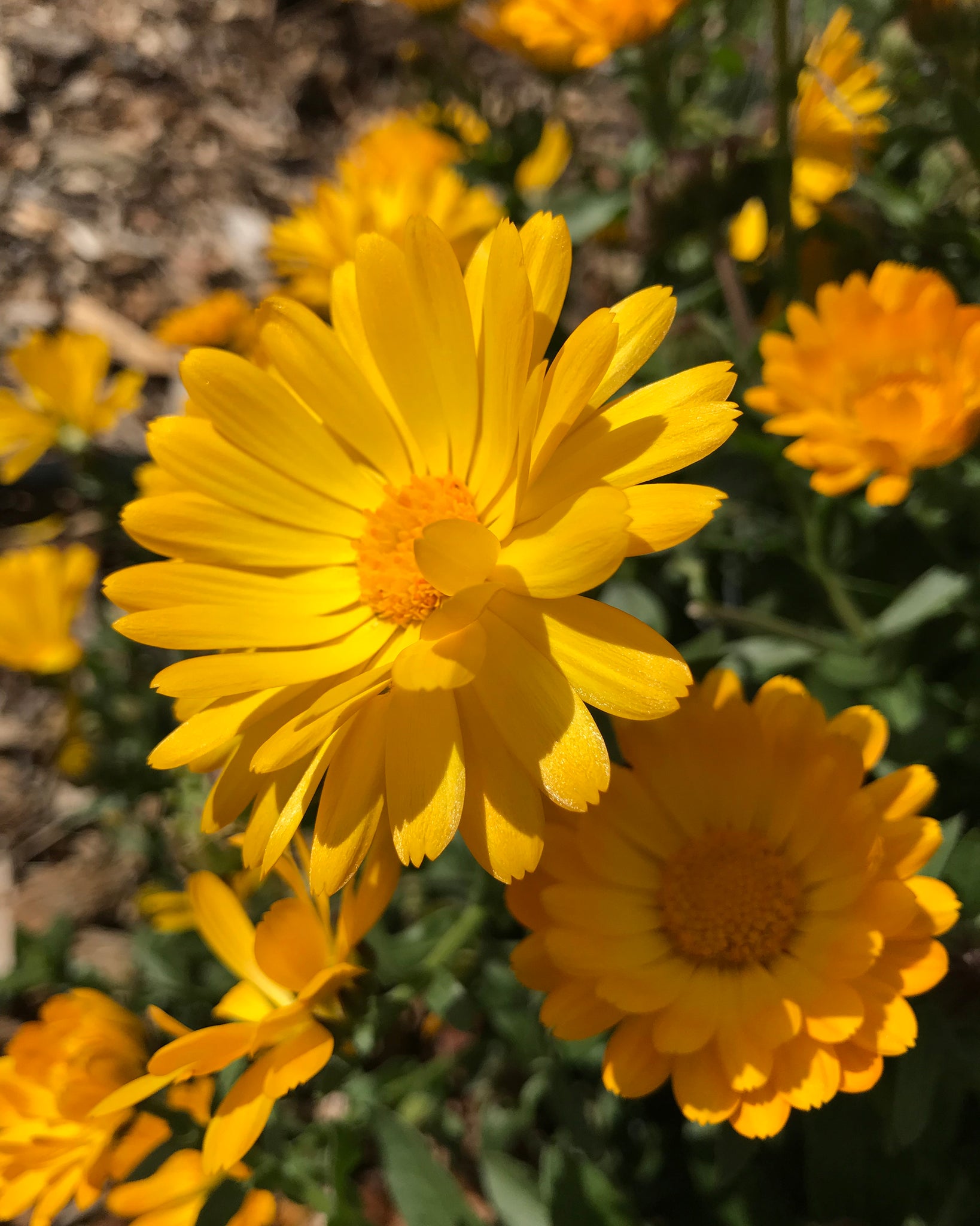 calendula flower in gara garden 2