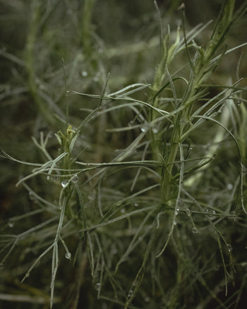 california sage brush in rain in garden