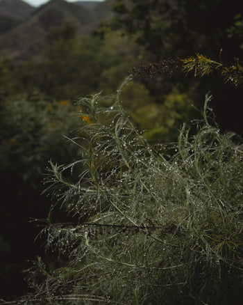 california sage brush in gara garden 1