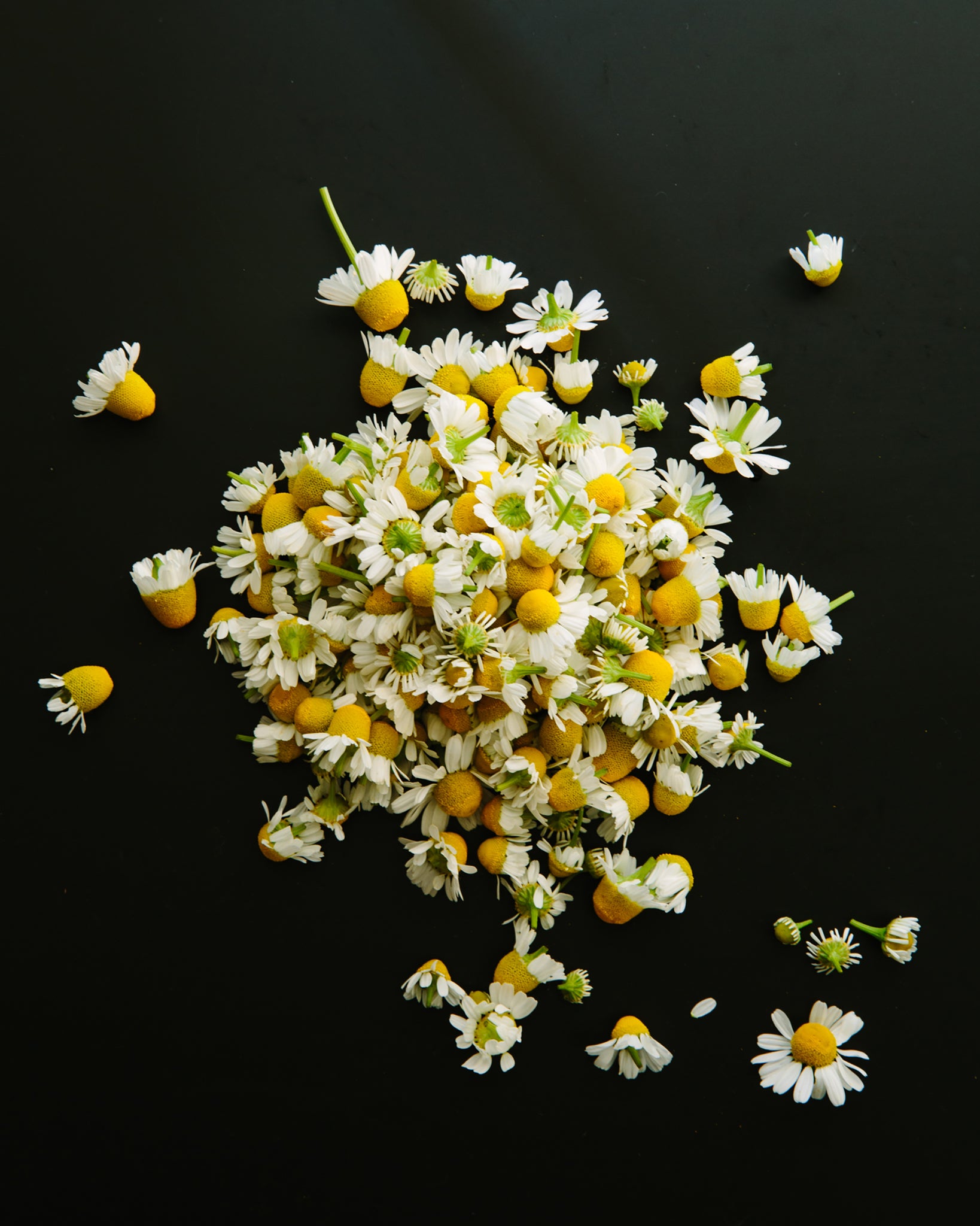 gara skincare chamomile on table