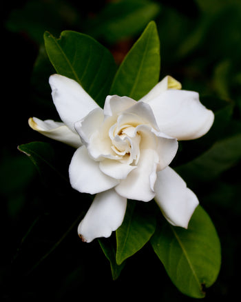 gardenia flower in gara garden